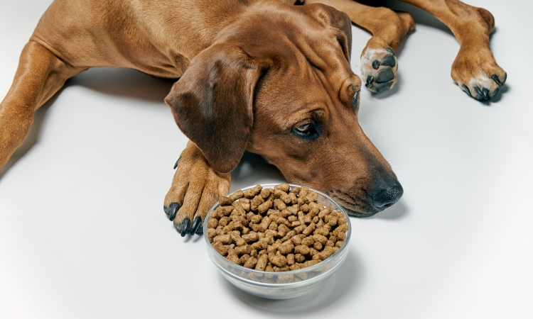 Anoressia, iporessia: perdita, riduzione dell'appetito nel cane